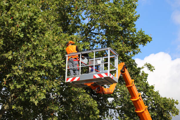 Lake Worth, TX Tree Removal Company