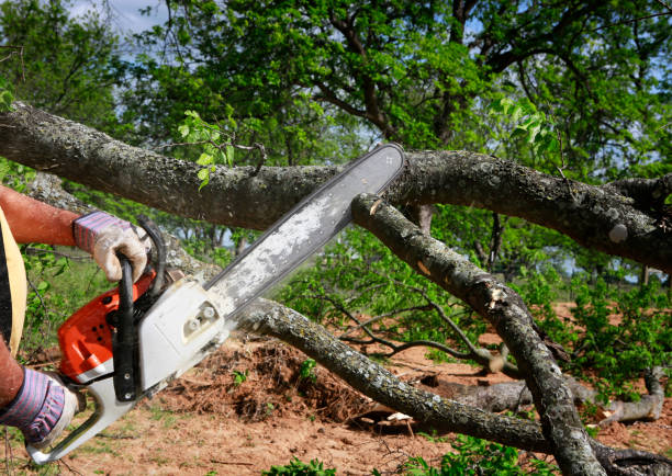 Best Commercial Tree Services  in Lake Worth, TX